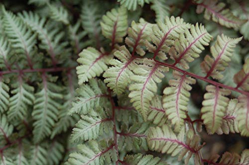 Japanese Painted Fern foliage focus