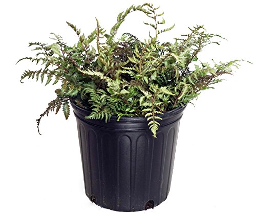 Japanese Painted Fern in pot