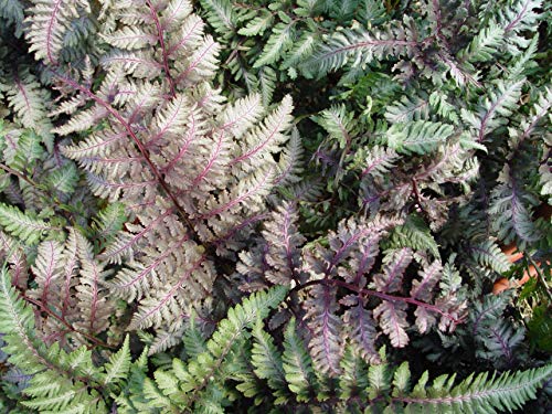 Japanese Painted Fern top view foliage