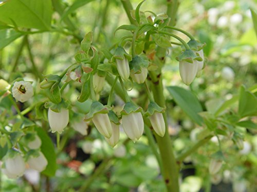 Jersey Blueberry with whit flower buds
