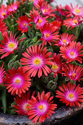 Jewel of the Desert® Garnet Iceplant flowering