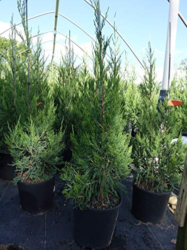 Juniperus c. Hetzii columnaris