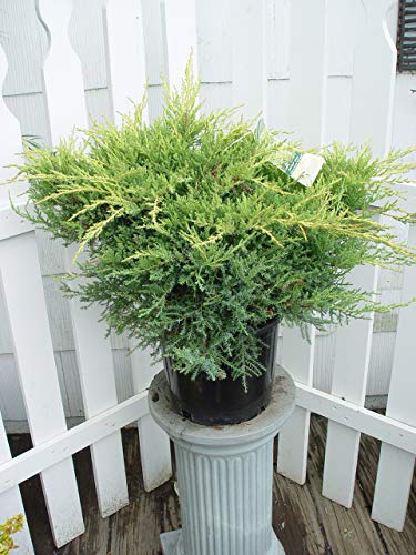 Juniperus chinensis Gold Star