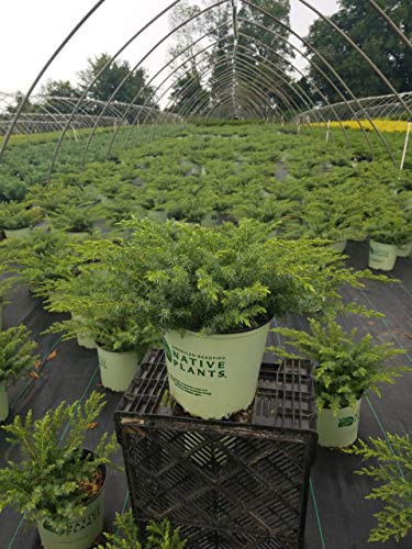 Juniperus comm. Blueberry Delight