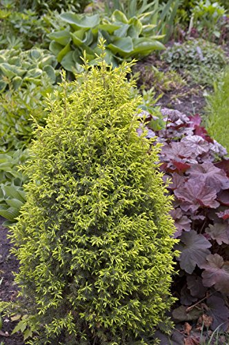 Juniperus communis Gold Cone