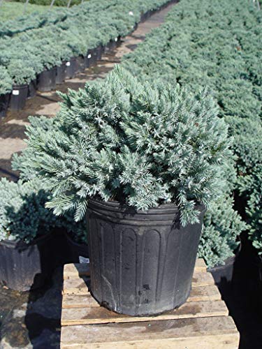 Juniperus squamata 'Blue Star'