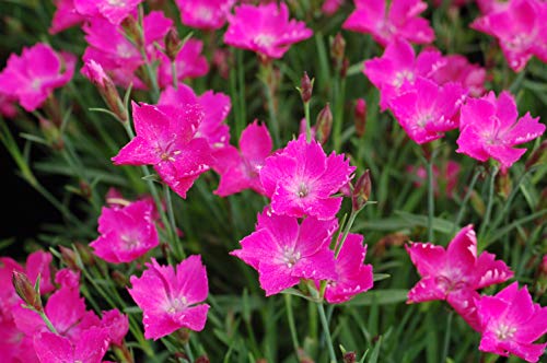 Kahori® Hardy Pinks pink flower