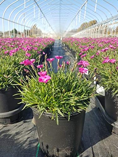 Kahori® Hardy Pinks pink flower flowering in the nursery