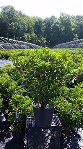 Kalmia lat. Raspberry Glow