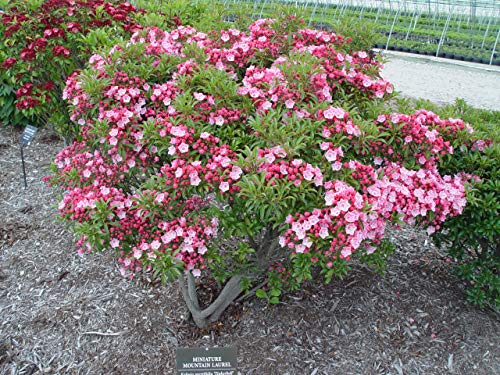 Kalmia lat. Tinkerbell