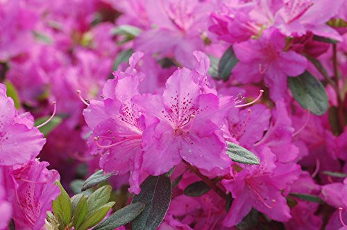 Karen Azalea covered in bloom