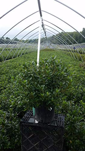 Karen Azalea in pot in nursery