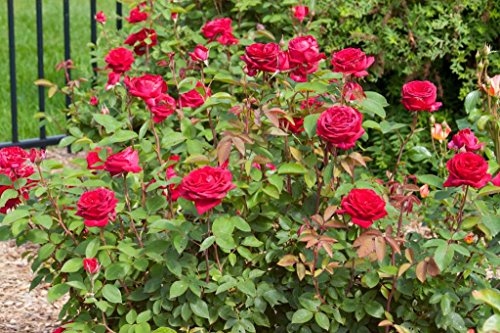 Kashmir rose shrub showing dark red flowers and glossy green leaves