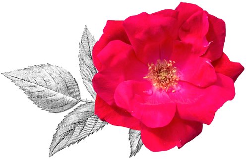 Knock Out® Rose flower close up