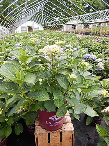 L.A. Dreamin’ Hydrangea shrub in container with vibrant blossoms in nursery