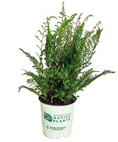 Lady in Red Lady Fern in branded pot