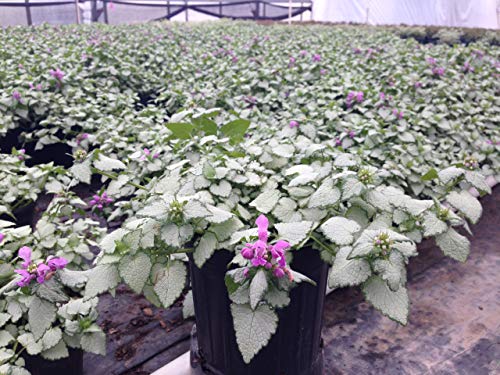 Lamium Orchid Frost