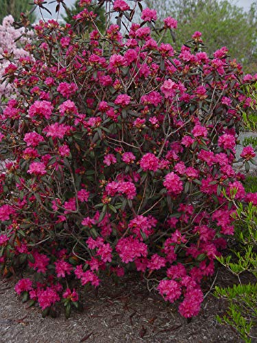 Landmark Rhododendron foliage detail with dark glossy leaves