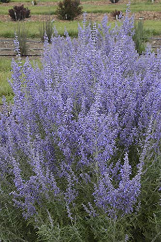 Landscape planting of Denim ’n Lace Russian Sage