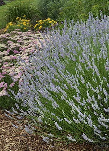 Lavandula X intermedia Provence