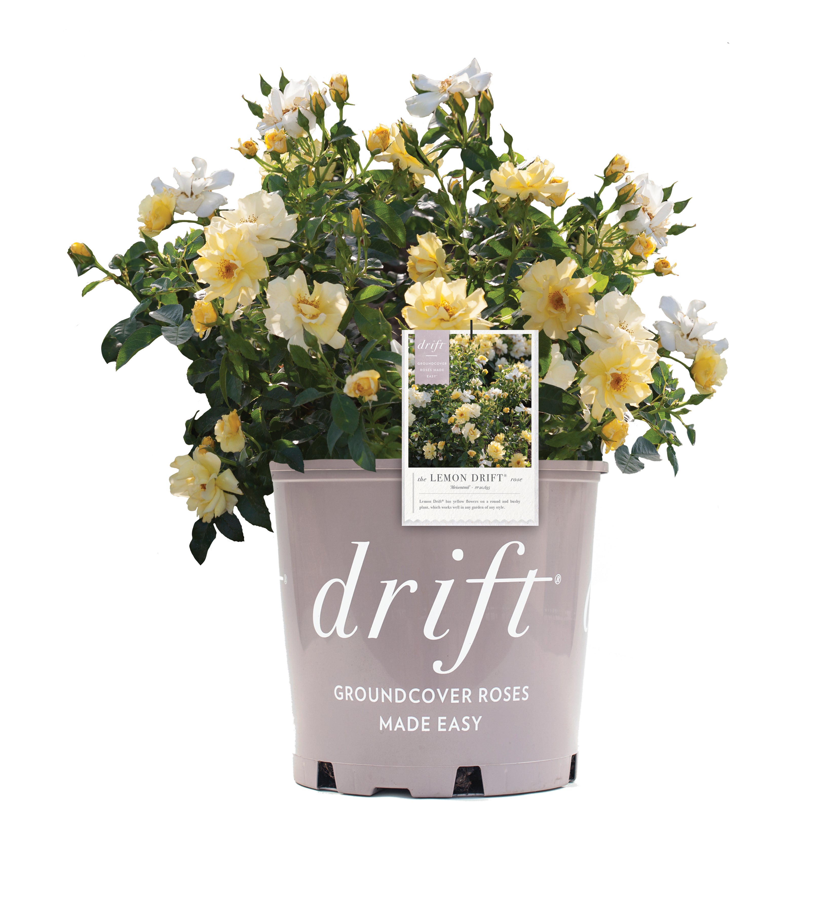Lemon Drift® rose – Green Promise Farms