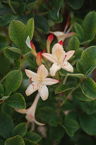 Lemon Drop Swamp Azalea in full leaf with emerging pastel‑yellow flowers