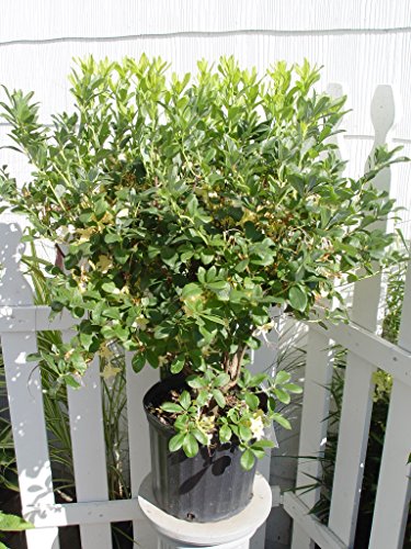Lemon Drop Swamp Azalea pot showing plant height and branching structure