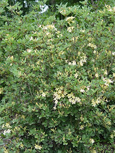 Lemon Drop Swamp Azalea shrub in container with lush green foliage and pale yellow flowers