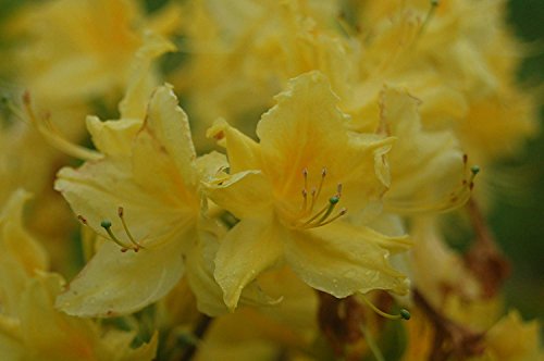 Lemon Lights Azalea flower close up