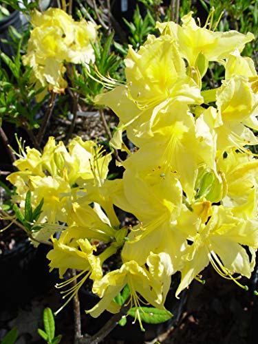 Lemon Lights Azalea yellow flower petals