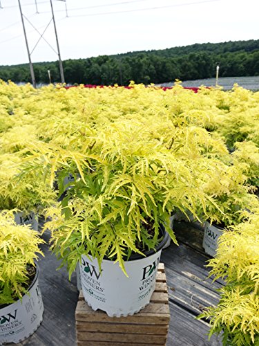 Lemony Lace elderberry shrub in container, highlighting its mounded form and delicate foliage