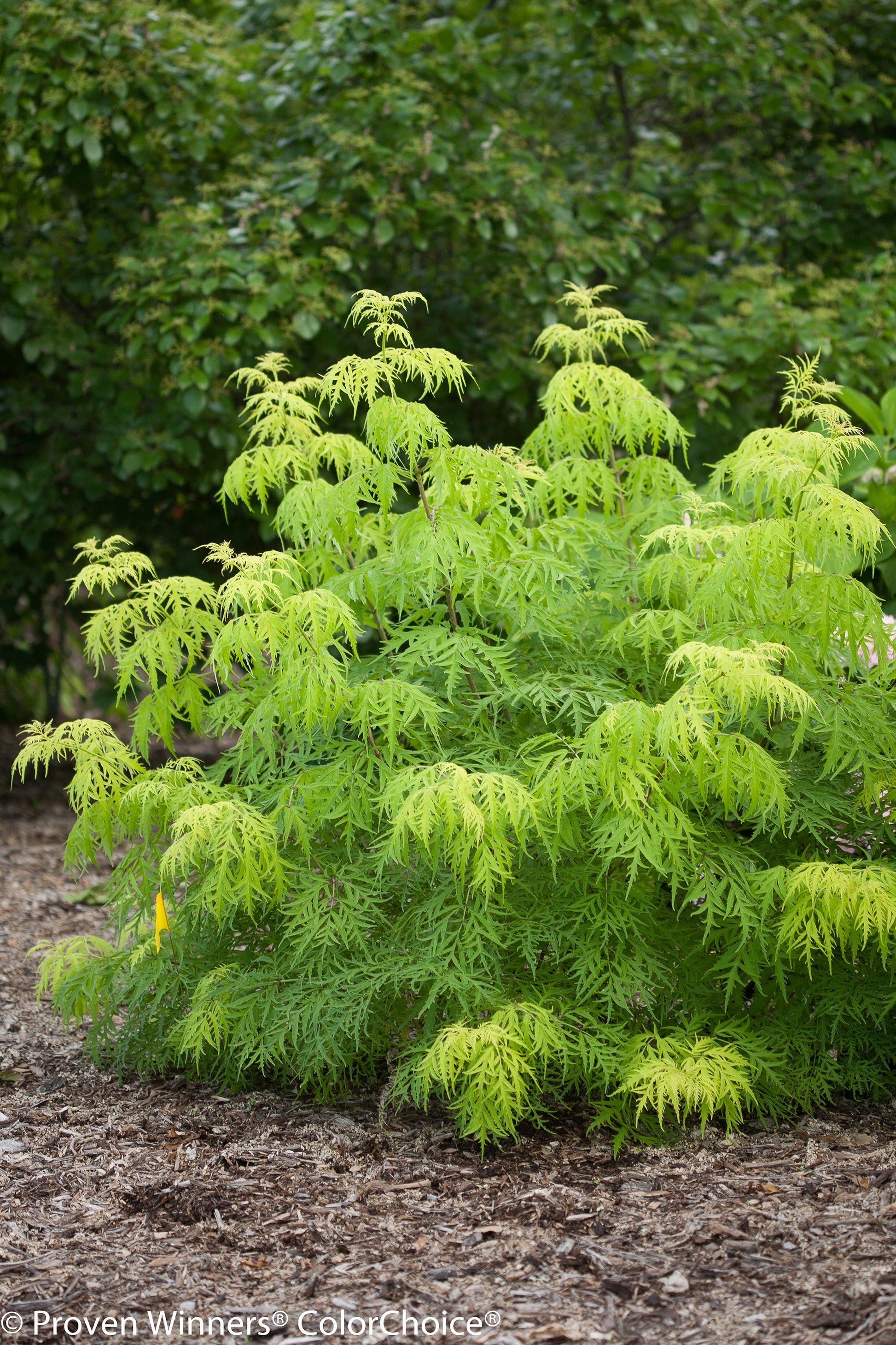 Lemony Lace elderberry shrub in landscape, highlighting its mounded form