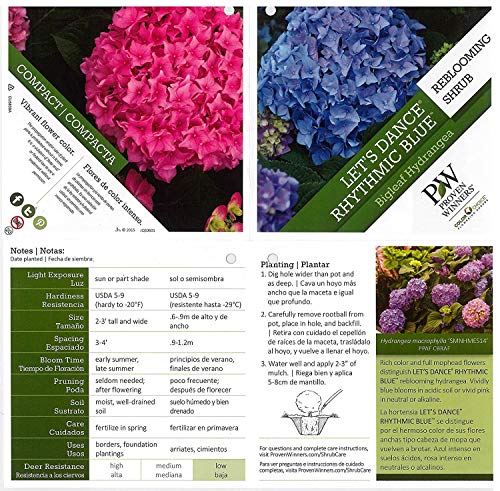 Let's Dance® Blue Jangles® Reblooming hydrangea plant facts