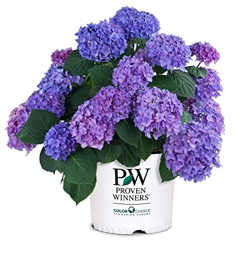 Let's Dance® Rhythmic Blue® Hydrangea in proven winners pot