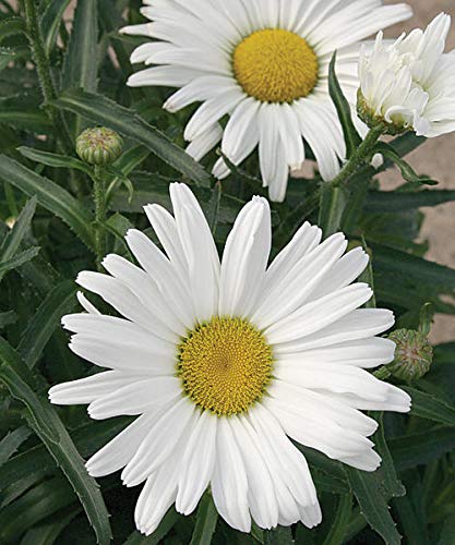 Leucanthemum Daisy May™