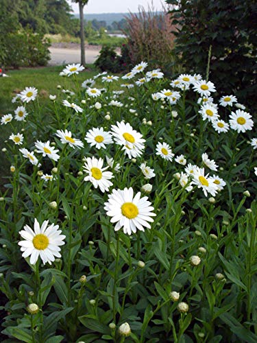 Leucanthemum X superbum Becky