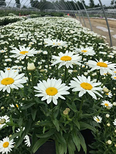 A field of white Leucanthemum x 'Snow Cap' daisy flowers with yellow centers.