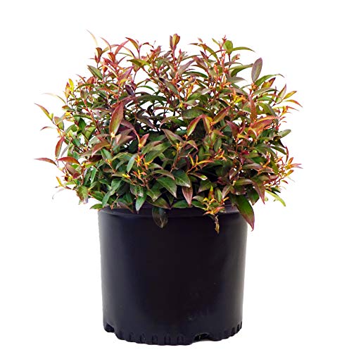 Leucothoe axillaris
