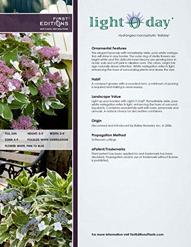 Light O Day Hydrangea plant information