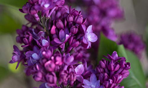 Lilac flower close-up showing petals and buds
