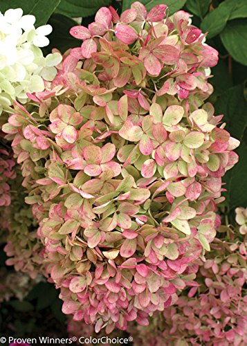 Limelight Hydrangea plant in container showing overall shape and flower budding stage.