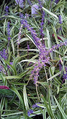 Liriope muscari Variegata
