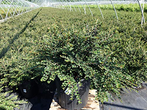 Little Gem Cotoneaster in nursery