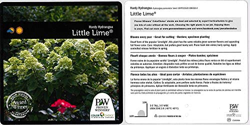 Little Lime® Panicle Hydrangea plant facts