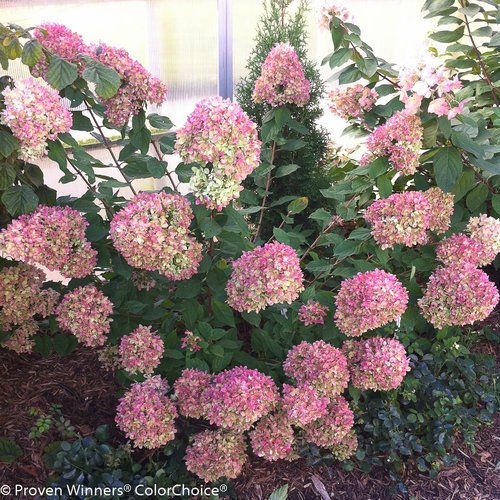 Little Lime® Panicle Hydrangea showing dark green foliage and conical bloom heads