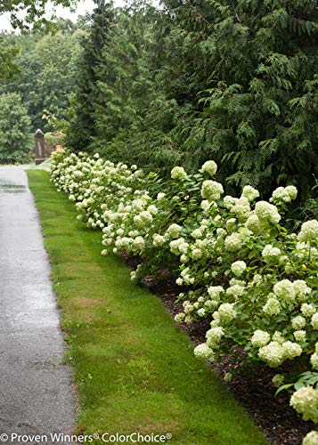 Little Lime® Panicle Hydrangea shrub showing multiple flower clusters on stems