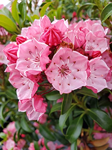 Little Linda Miniature Mountain Laurel flower close up
