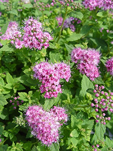 Little Princess Spirea plant profile with full foliage and flowers