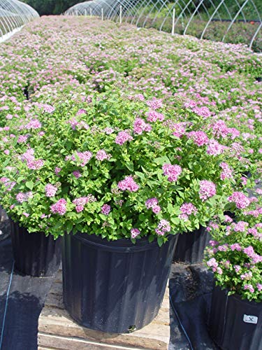 Little Princess Spirea shrub in 3‑gallon nursery pot with green foliage
