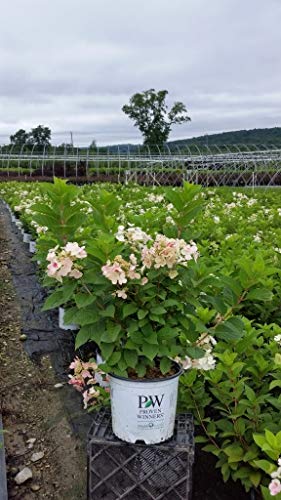Little Quick Fire® Panicle Hydrangea shrub in container